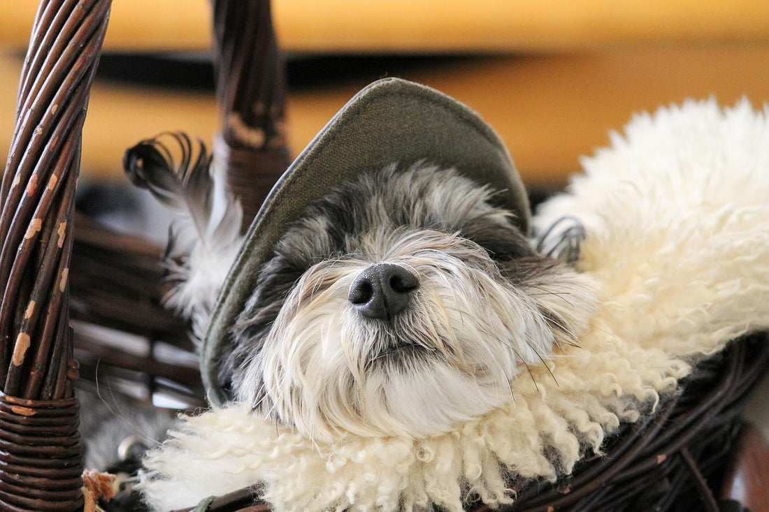 Should I Take My Dog's Collar Off at Night?