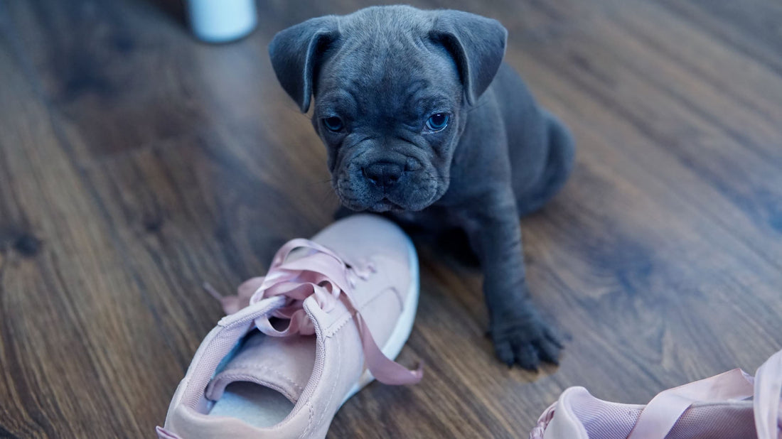 3 Useful Tips to Stop Destructive Behaviour in Dogs