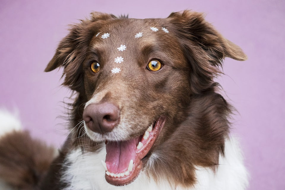 Top 5 Tips to Help Your Dog Live Longer