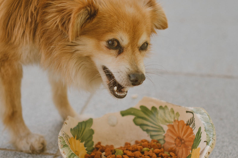 5 Must-Know Tips to Stop Your Dog From Overeating