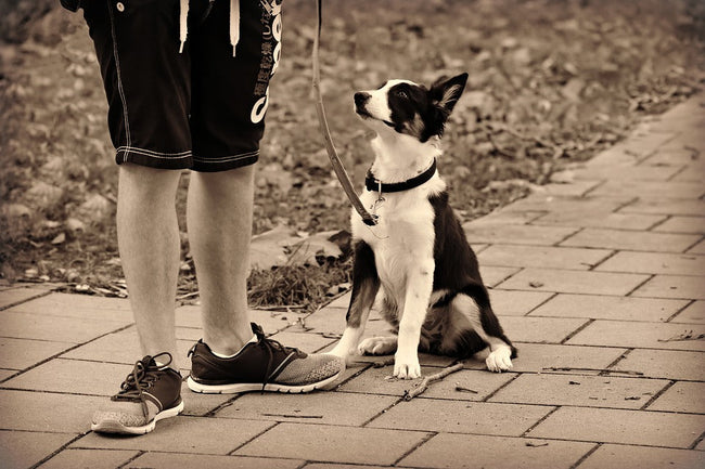 How to Teach Your Dog to Sit