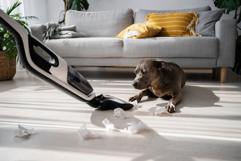 Why are Dogs Scared of Vacuums?