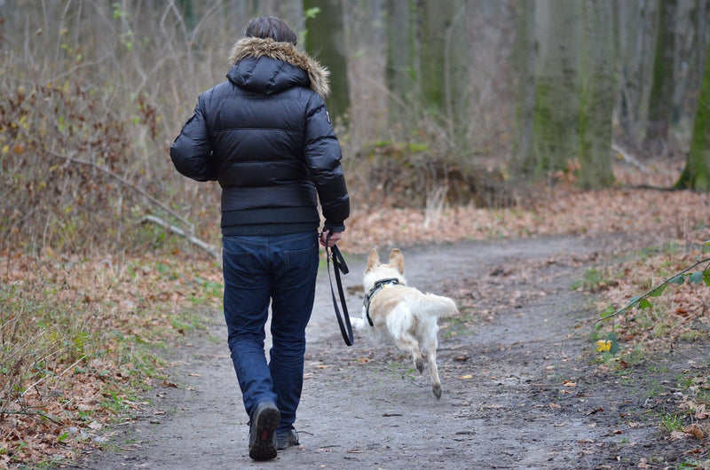 Top 3 Tips for Stress-Free Dog Walks