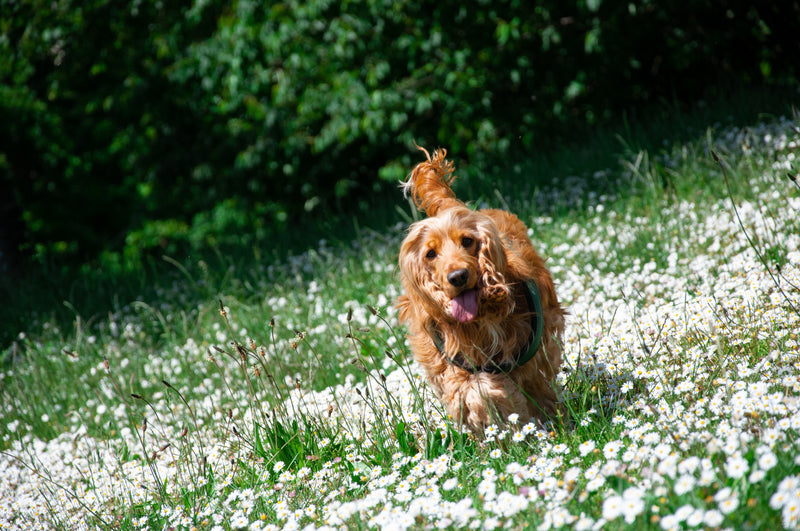 Guide to Different Breeds of Spaniels