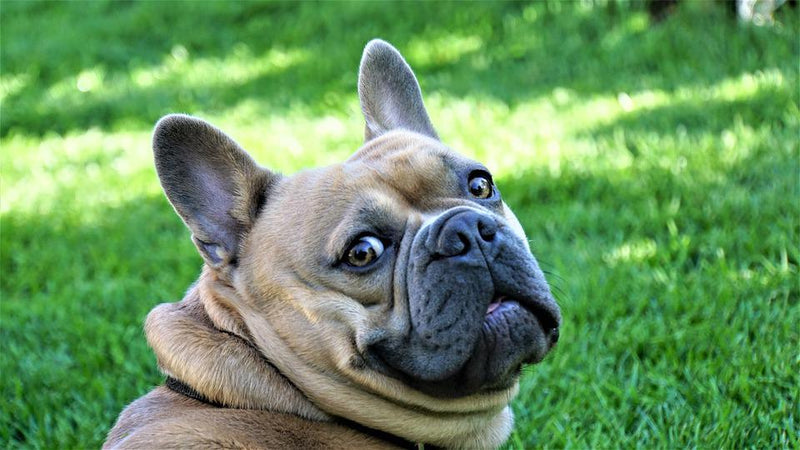 Top 5 Things to Know Before Buying a French Bulldog