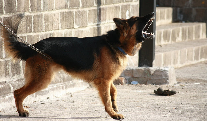 Tips to Train Your Dog Not to Bark at Strangers