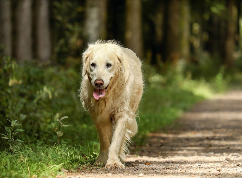 5 Telltale Signs That Your Dog is Ageing