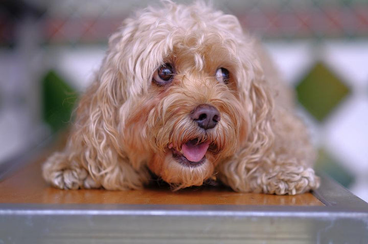 5 Types of Dog Personalities