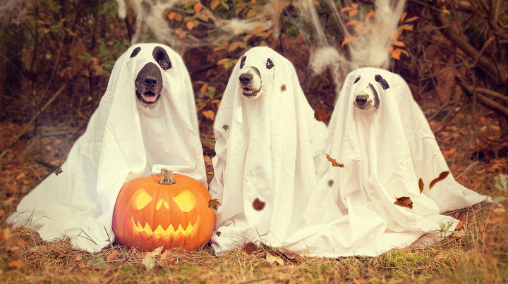 Adorable Dog Halloween Costume Trends