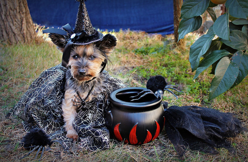 Top 3 Halloween Safety Tips for Dog Owners