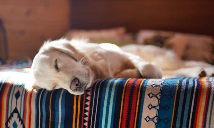 dog sleeping