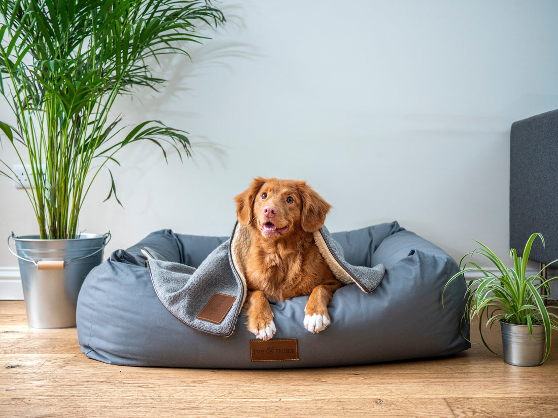 How to Care for Your Pregnant Dog?