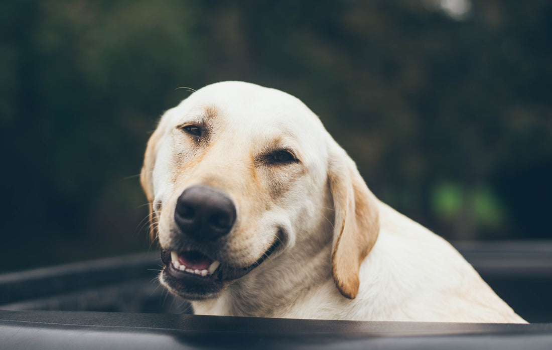 The Friendliest Dog Breeds