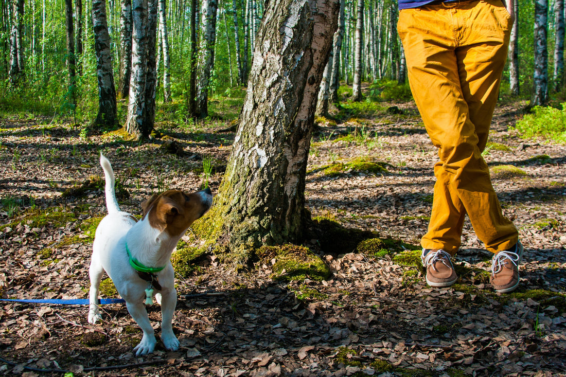 How to Choose the Best Dog Trainer?