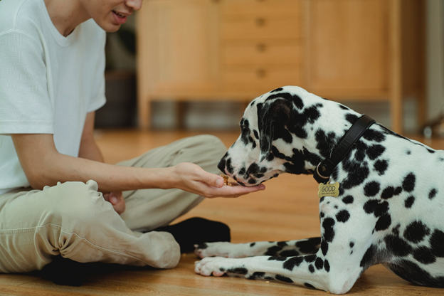 What to Feed Your Dog After Surgery?