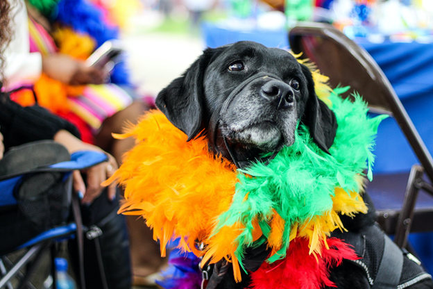 7 Myths About Dogs That You Should Not Believe