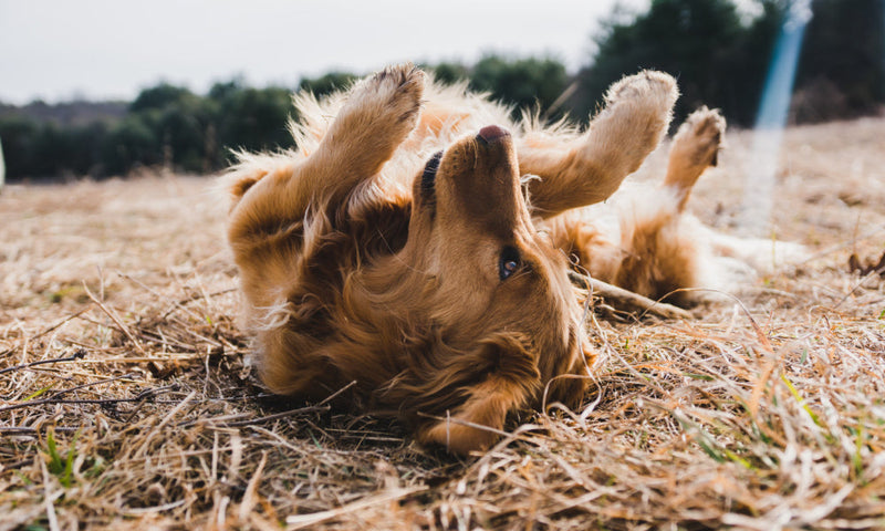 Tips for Preventing Fleas and Ticks on Dogs