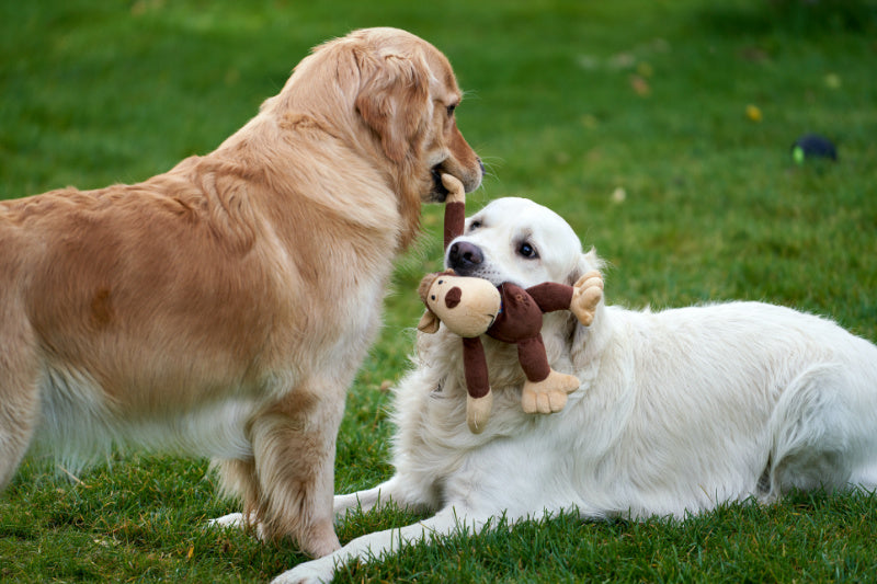 The Most Effective Money-Saving Tips for Dog Owners