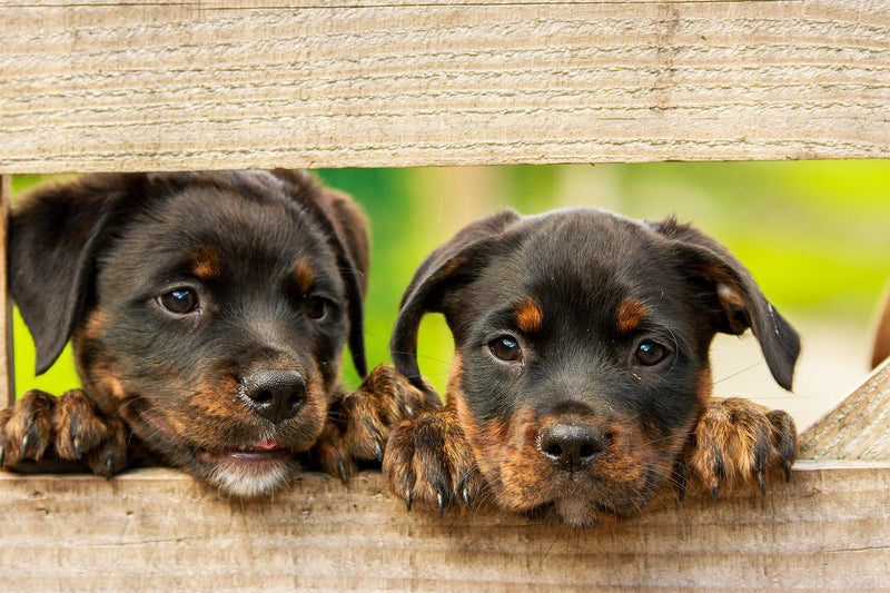 Top 5 Tips to Care for a Rottweiler Puppy