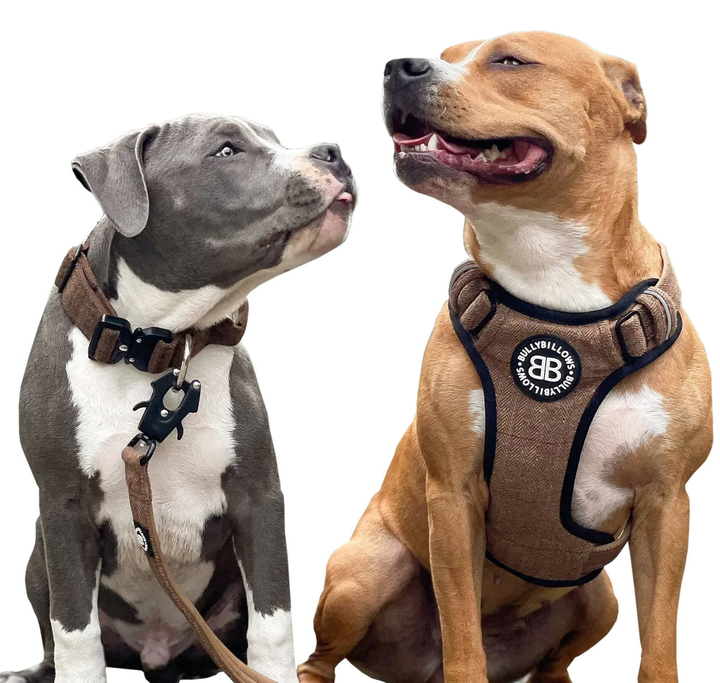 Dog Harnesses