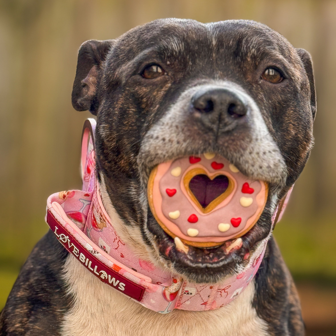 featured image of 2.5cm Lighter Combat® Collar | With Handle & Secure Clip - Light Love Edition