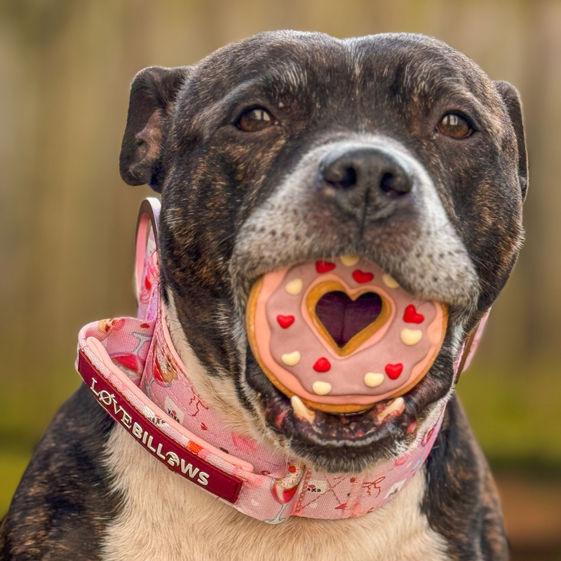 5cm Lighter Combat® Collar | With Handle & Secure Clip - Light Love Edition