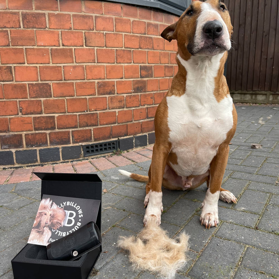 featured image of Dog Deshedding Comb - Black
