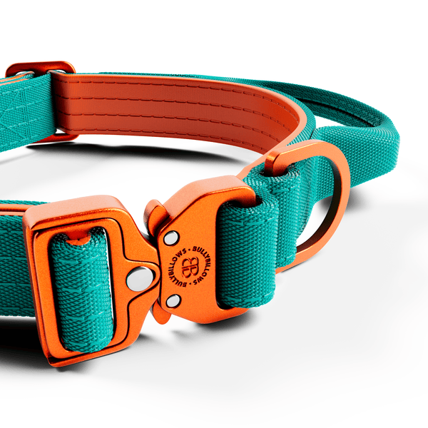 2.5cm Lighter Combat® Collar | Handle & Rated Clip - Turquoise x Orange