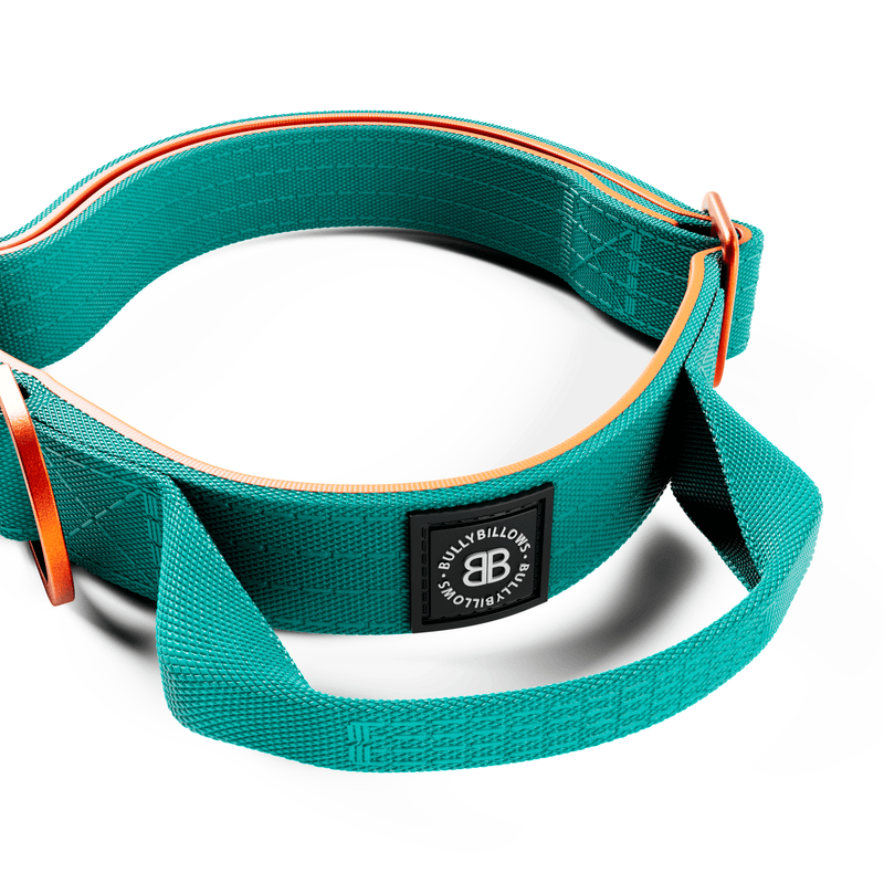 2.5cm Lighter Combat® Collar | Handle & Rated Clip - Turquoise x Orange