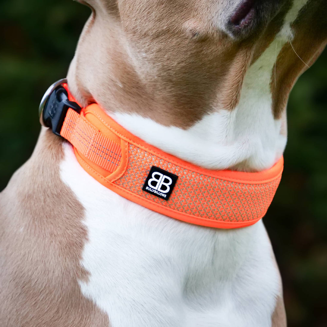 featured image of Slip N' Clip Collar | XS-M Breeds - Pink