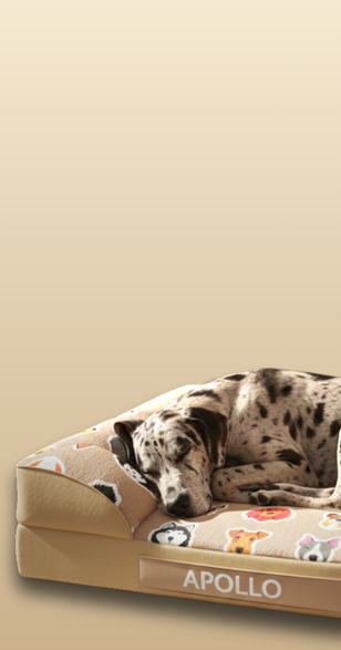 Dog on dog bed