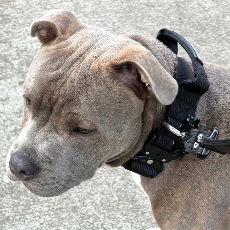 4cm Combat® Collar | With Handle & Secure Clip - Black