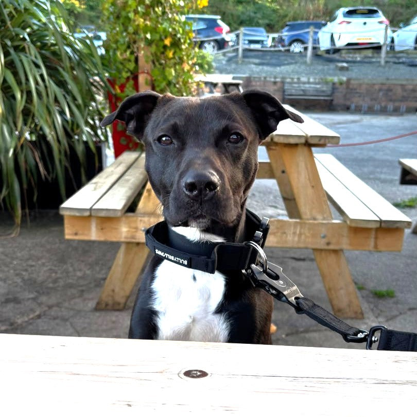 featured image of 4cm Combat® Collar | With Handle & Secure Clip - Black