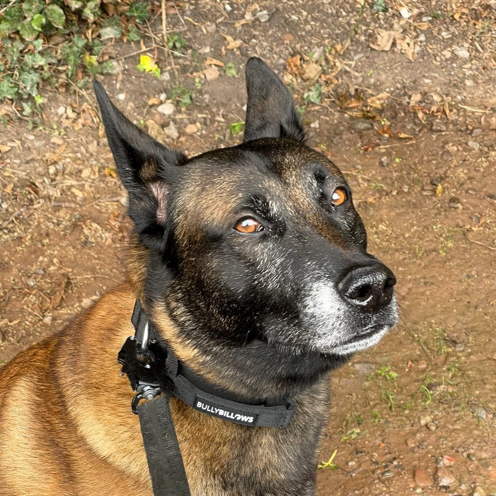featured image of 4cm Combat® Collar | With Handle & Secure Clip - Black