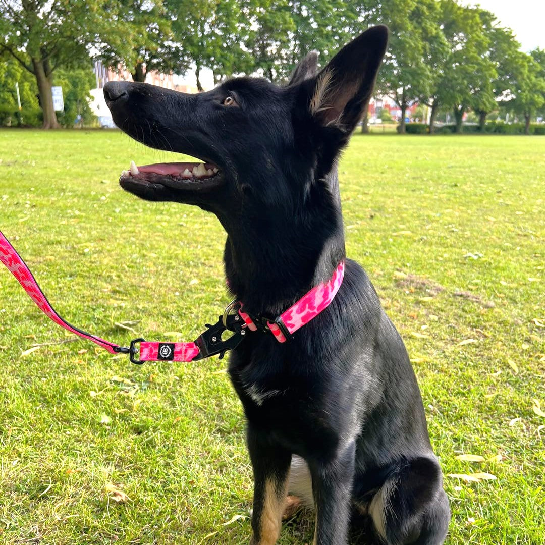 featured image of 4cm Combat® Collar | With Handle & Secure Clip - Bubblegum