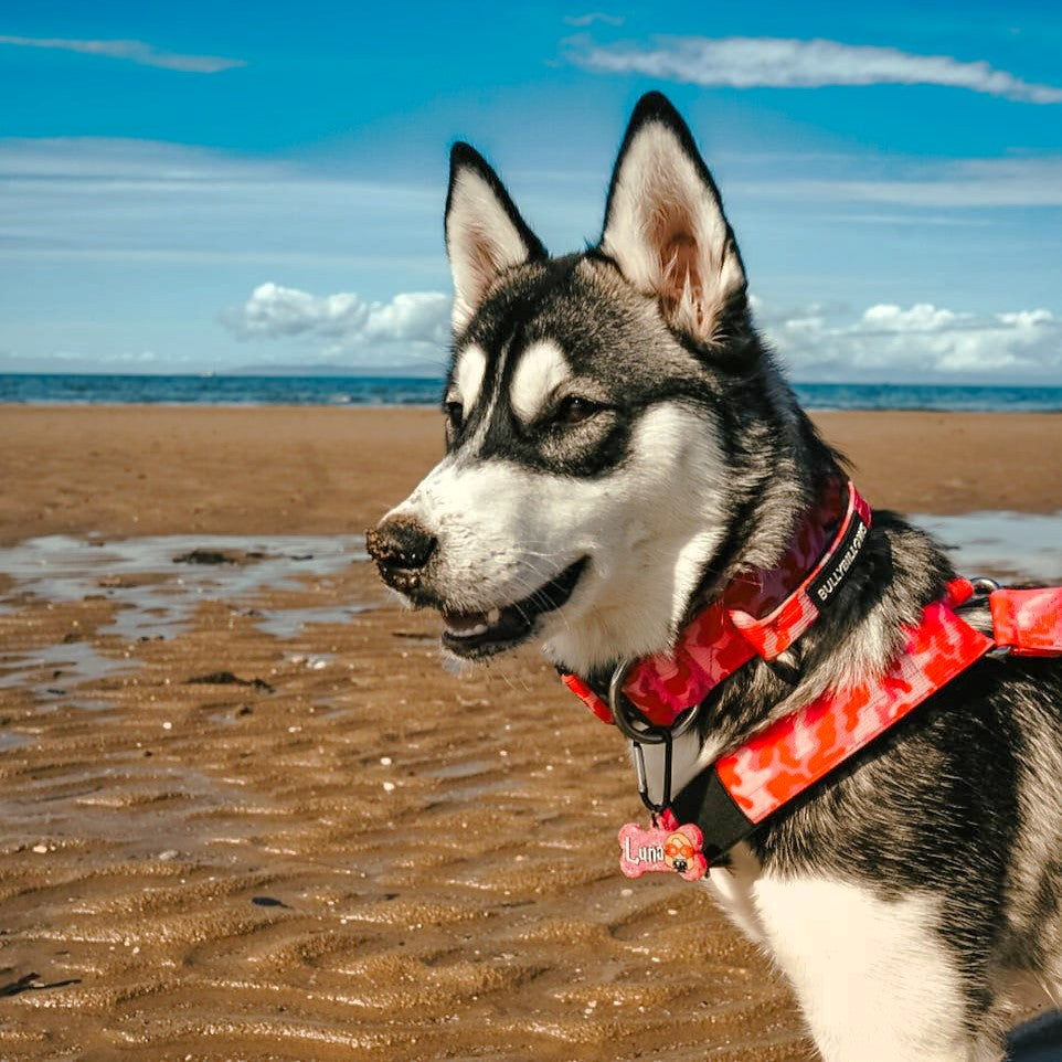 featured image of 4cm Combat® Collar | With Handle & Secure Clip - Bubblegum