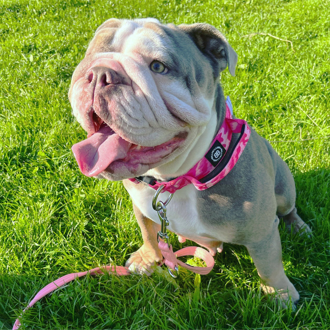 featured image of 4cm Combat® Collar | With Handle & Secure Clip - Bubblegum