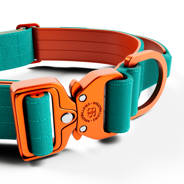 4cm LIGHTER Combat® Collar | With Handle Rated Clip - Turquoise & Orange
