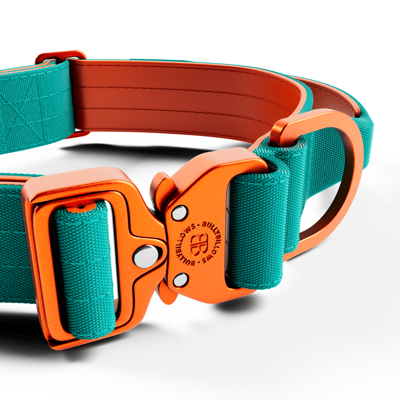 4cm LIGHTER Combat® Collar | With Handle Rated Clip - Turquoise & Orange