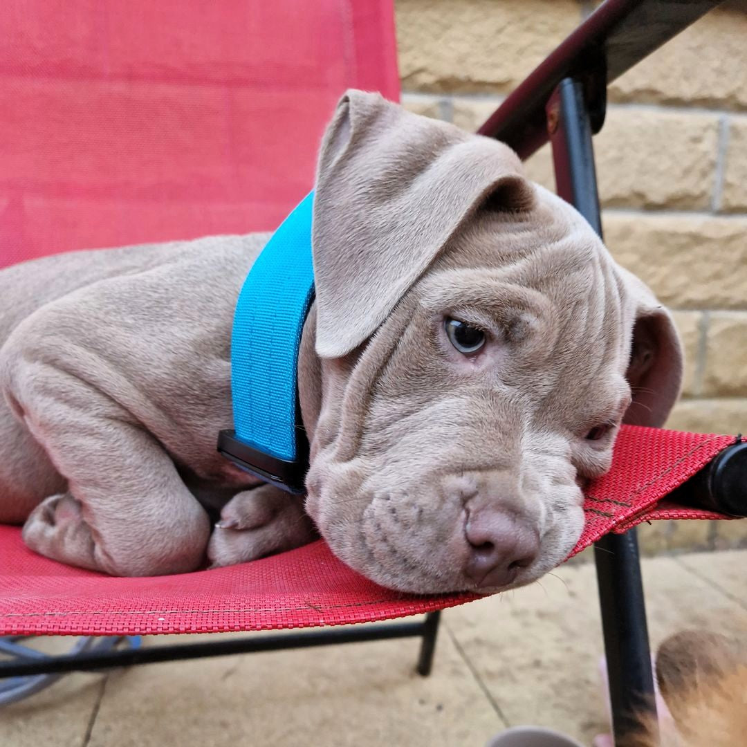 featured image of 4cm Combat® Collar | With Handle & Secure Clip - Light Blue