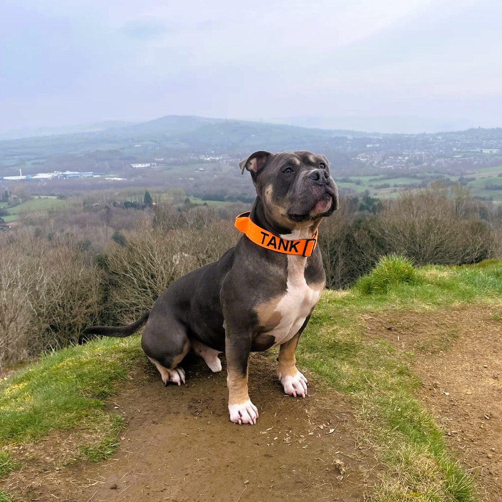 featured image of 4cm Combat® Collar | With Handle & Secure Clip - Orange