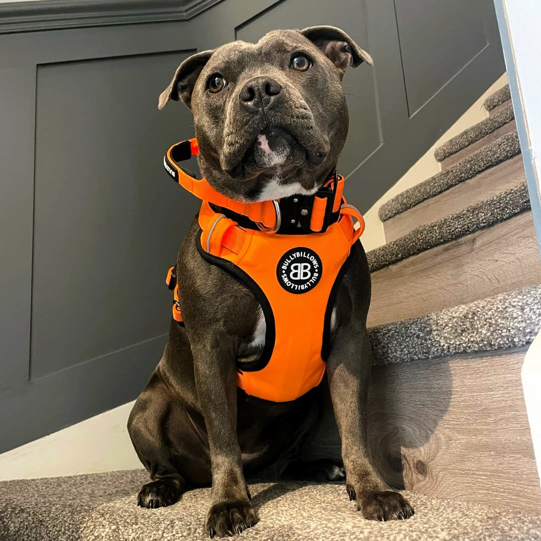 featured image of 4cm Combat® Collar | With Handle & Secure Clip - Orange