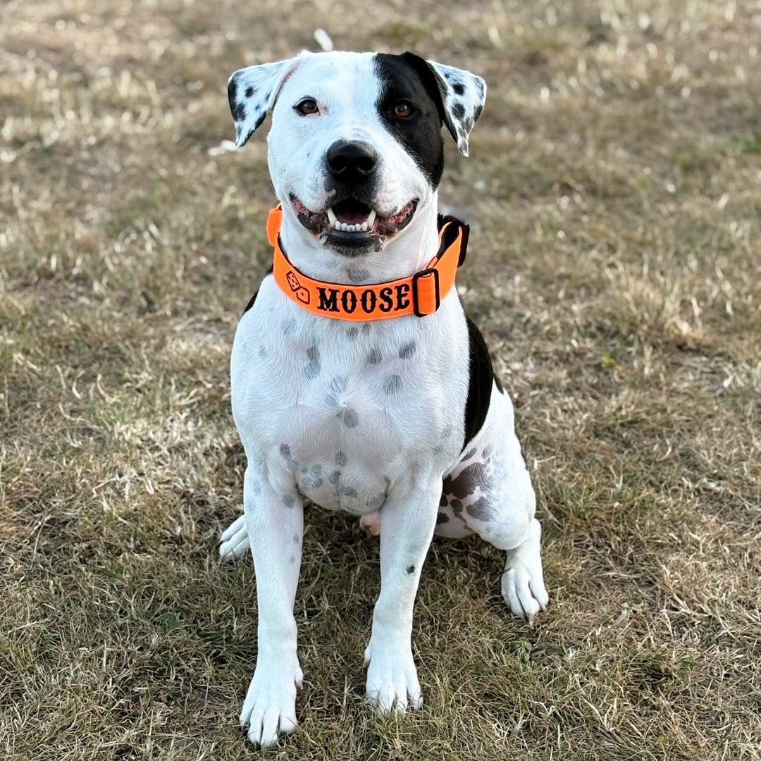 featured image of 4cm Combat® Collar | With Handle & Secure Clip - Orange