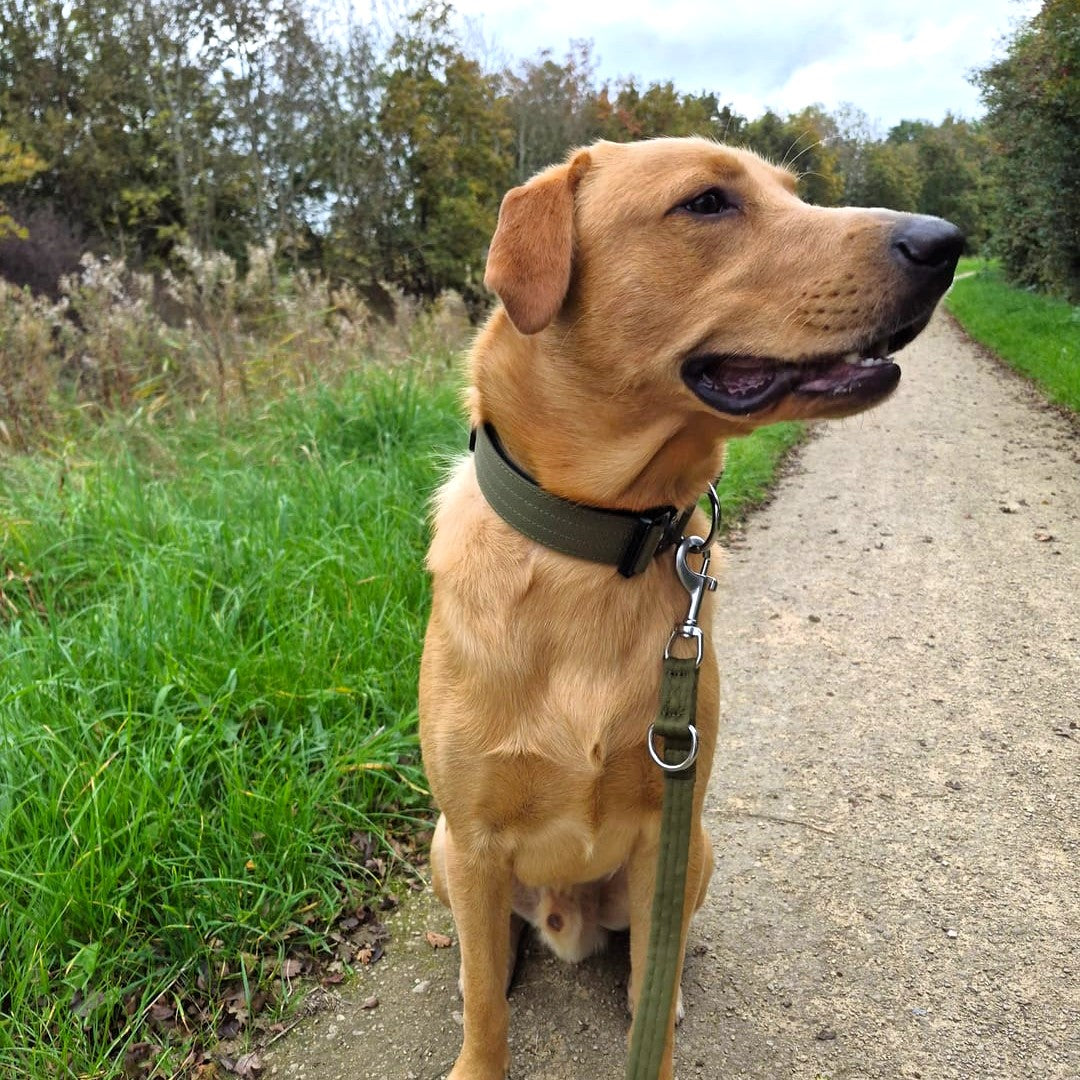 featured image of 4cm Combat® Collar | With Handle & Secure Clip -  Khaki