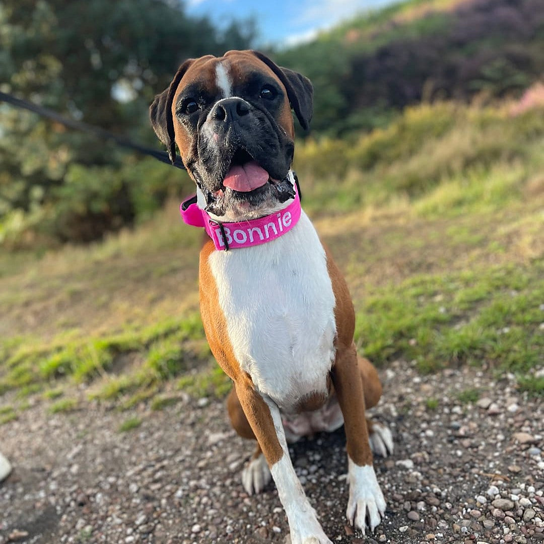 featured image of 4cm Combat® Collar | With Handle & Secure Clip - Magenta