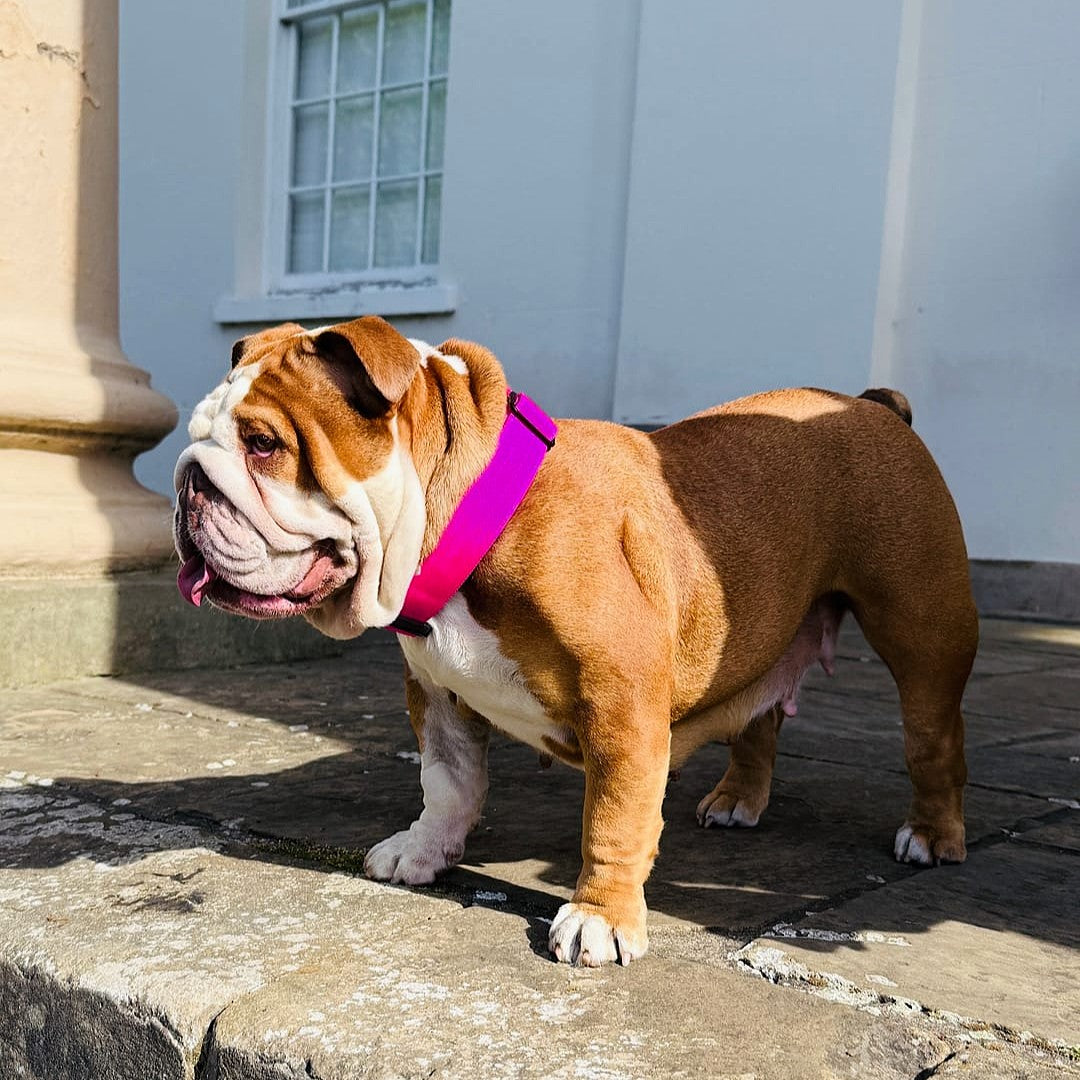 featured image of 4cm Combat® Collar | With Handle & Secure Clip - Magenta