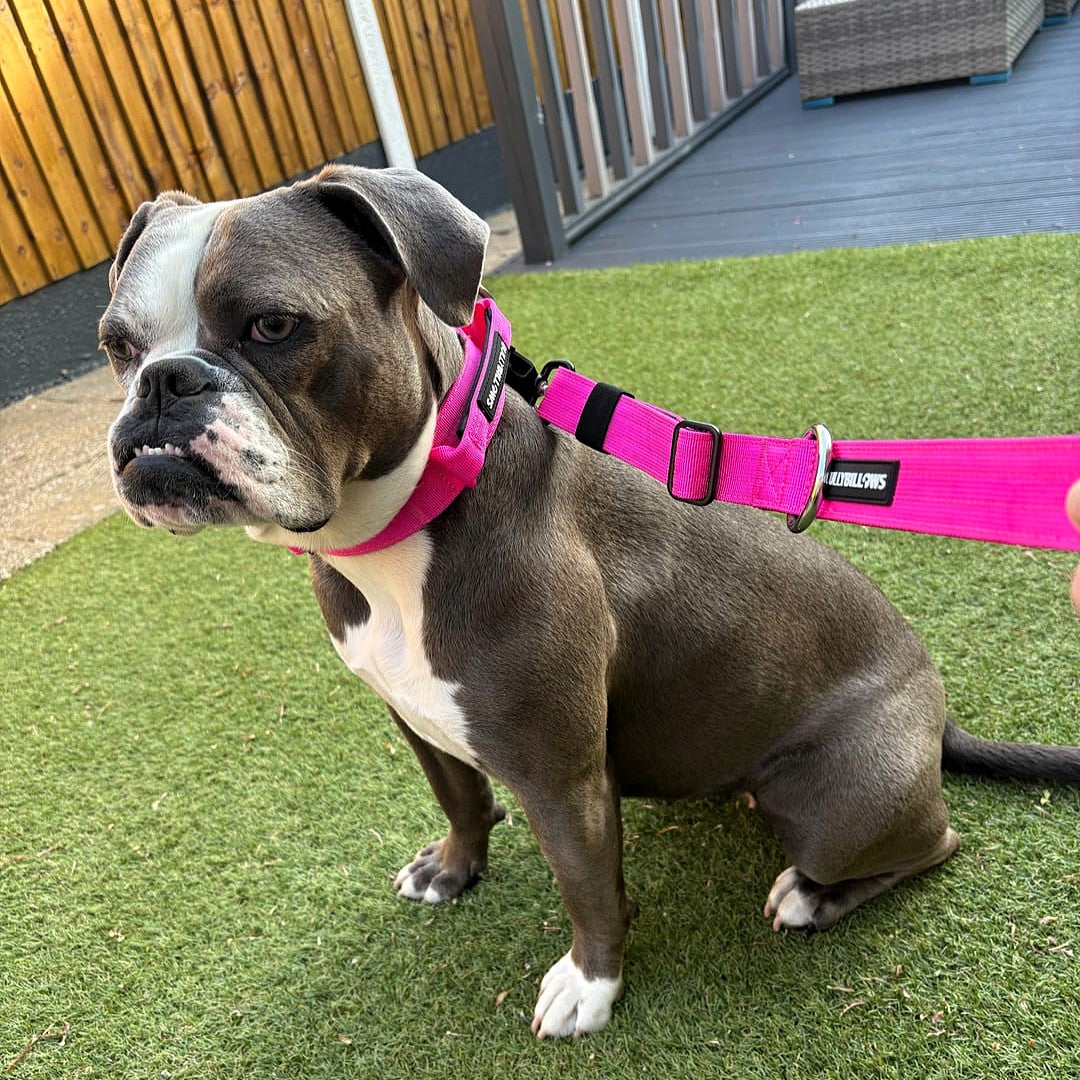 featured image of 4cm Combat® Collar | With Handle & Secure Clip - Magenta