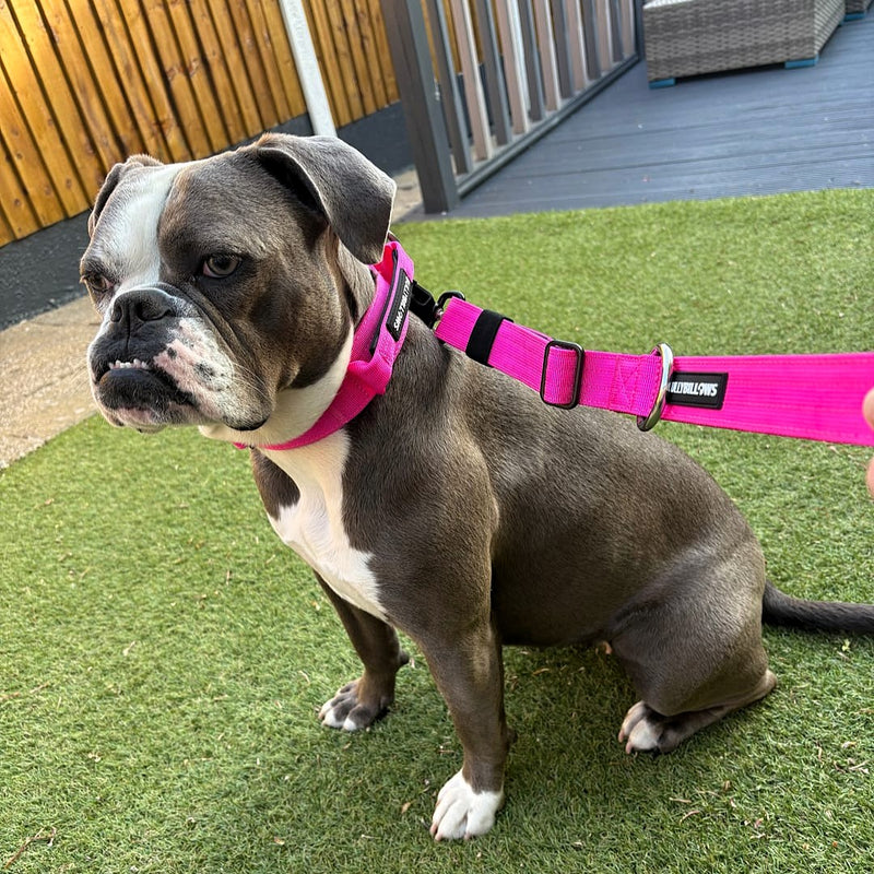 4cm Combat® Collar | With Handle & Secure Clip - Magenta