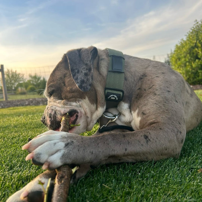 4cm Combat® Collar | No Handle & Secure Clip - Khaki