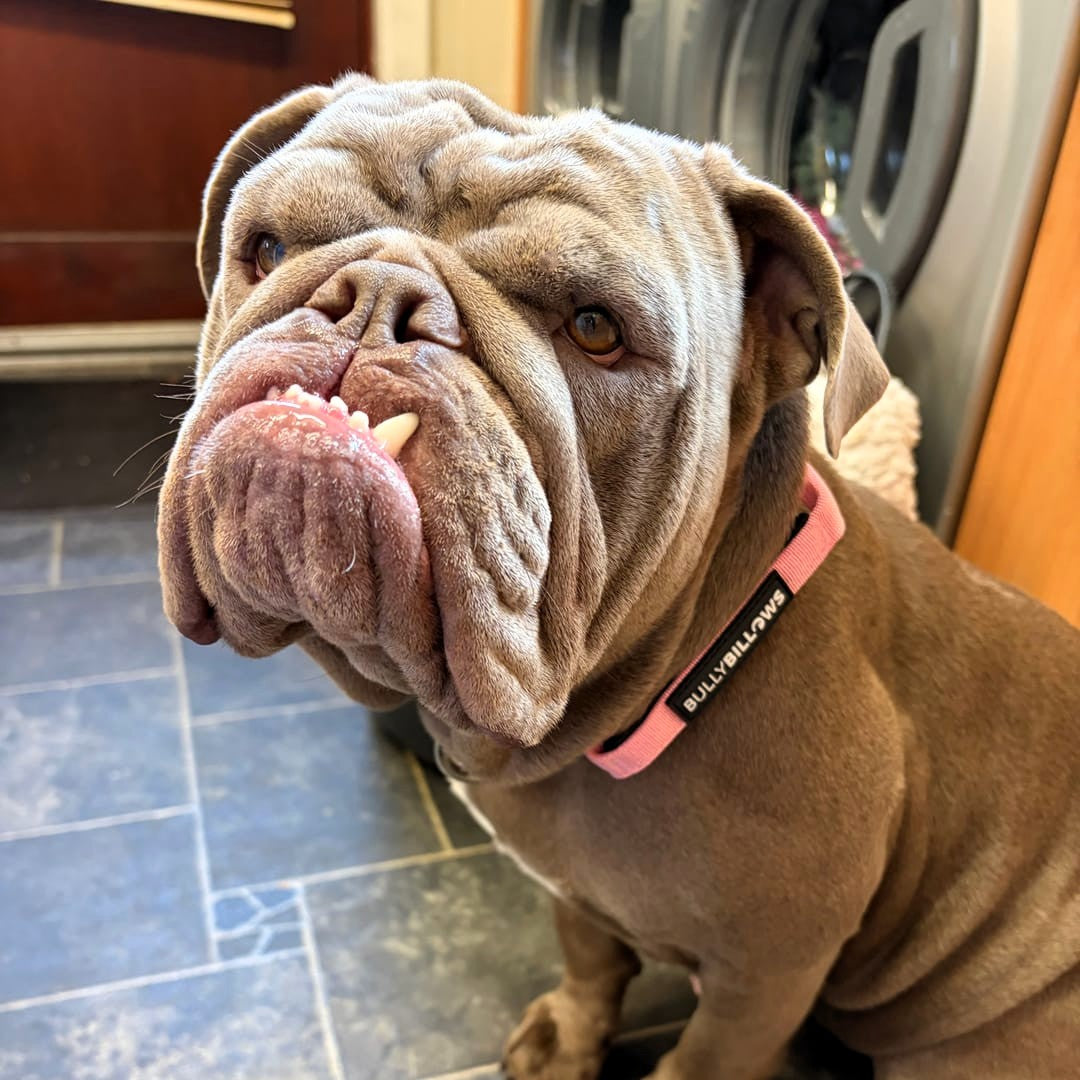 featured image of 4cm Combat® Collar | With Handle & Secure Clip - Pink